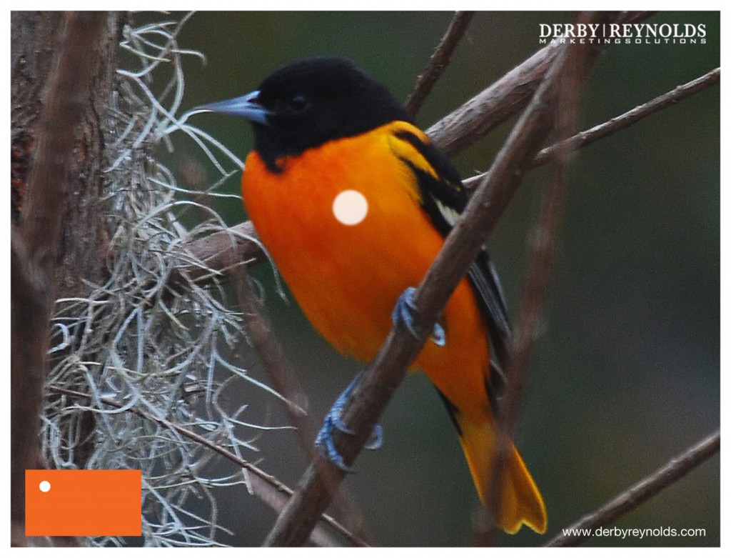 Lippy's Lessons | 16: Springtime is here, and Lippy gonna git sum! Derby Birdie 1024x781
